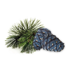 Concentrat de parfum pentru saună HARVIA, pin arolla 1 l 