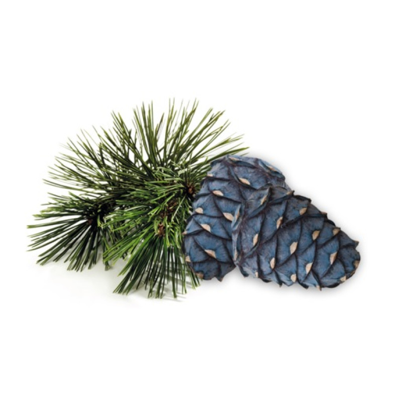 Concentrat de parfum pentru saună HARVIA, pin arolla 1 l