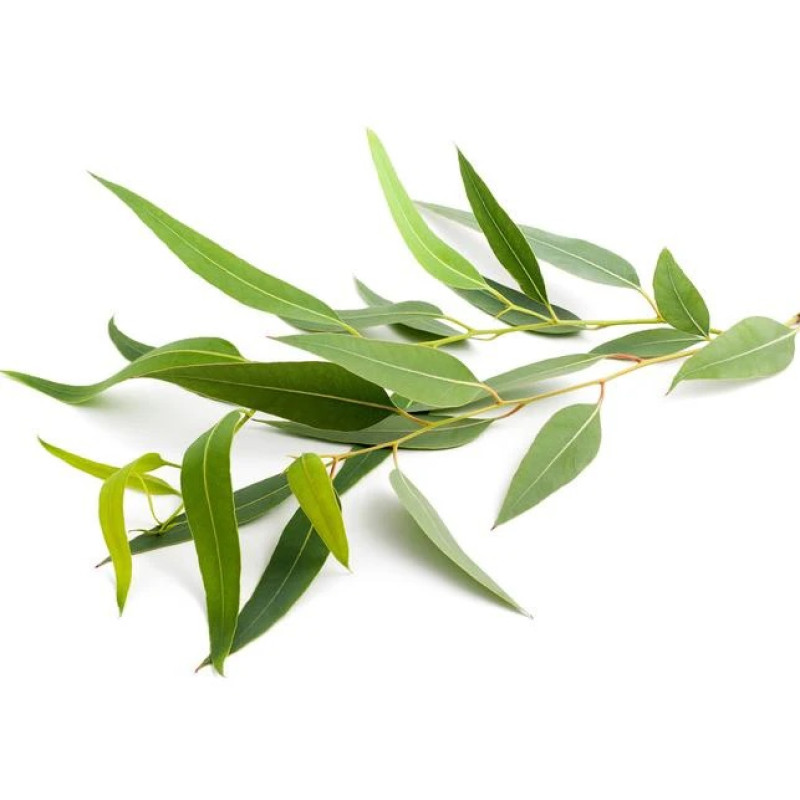 SENTIOTEC concentrat parfumat sauna cu aburi, eucalipt 5 l