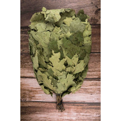 Mătură de stejar canadian 